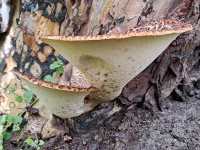 Zadelzwam [Polyporus squamosus]